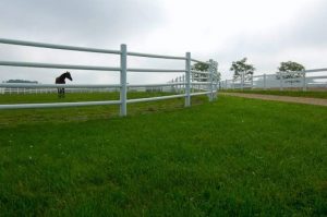 A horse stands alone in a field at the Horse Teaching and Research facility.